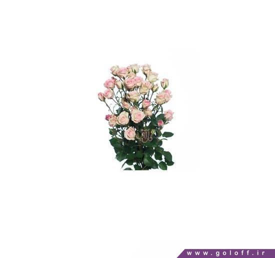 دسته گل شیک - دسته گل رز مینیاتوری کریم تویستی - Roses | گل آف